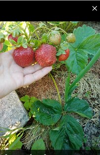 Дачная жизнь