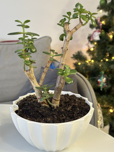 Бонсай моими глазами 