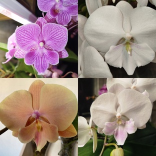 БИГЛИПЫ моего орхосадика