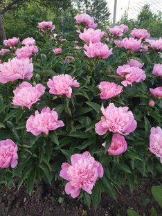 Поздравления и праздники