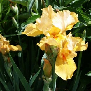 краски лета