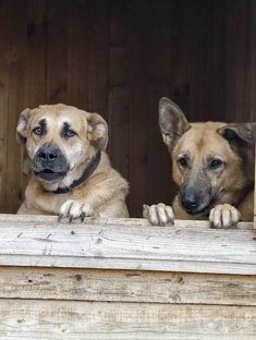 Временно бомжики