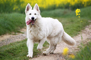 Кошки и собаки