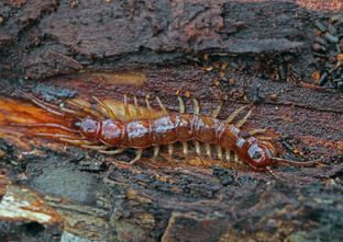 Уличная живность