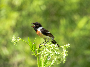 Обитатели тайги