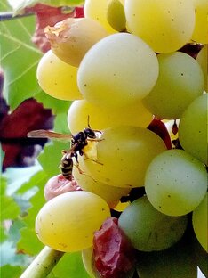 Виноград