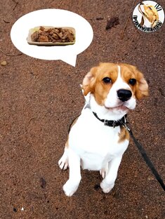 Активности для собак