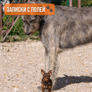 DogSelf: Записки с Полей. Репортажи с мероприятий, испытаний и семинаров