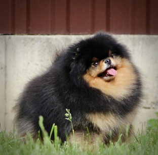 Померанский шпиц в питомнике фон Ротен Блитц