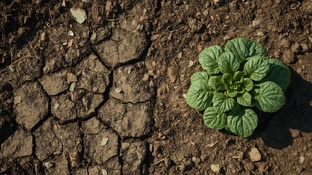 Когда огород намекает