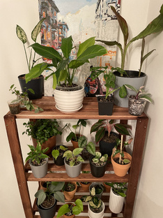 Комнатные растения 🌿