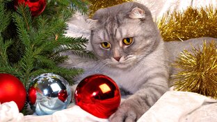 мои   видосы