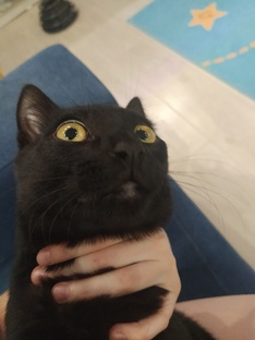 💥ибис пеинт х💥