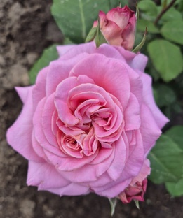 🌹мои розы на навозе🌹