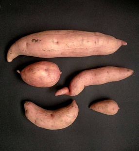 Батат выращивание