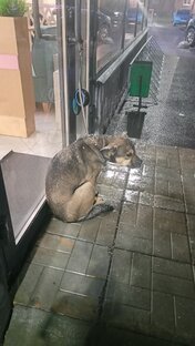 Собака, оставленна у магазина