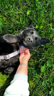О нас🐾
