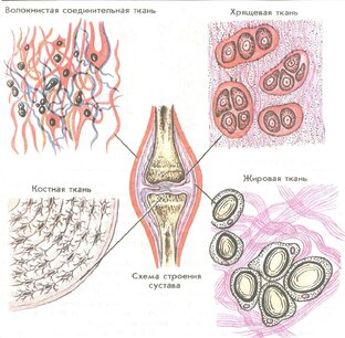 Ткани внутренней среды.