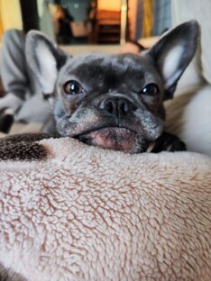 Французский бульдог 