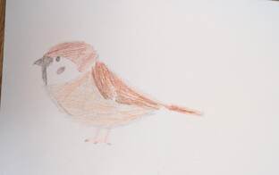 Рисунки Птиц