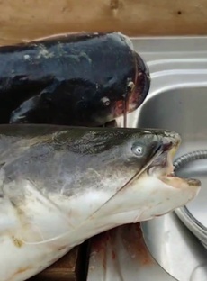 Сом - обитатель речных глубин