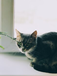 Котики: статьи о наших пушистых друзьях