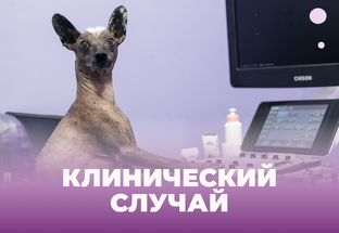 Случаи из нашей практики