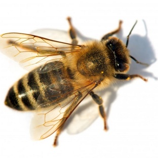 Пчёлы: маленькие гении улья и природы