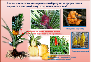 Продуктивная мутация