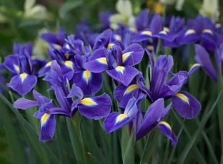 Ирисы 