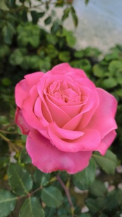 Роа - королева сала и другие