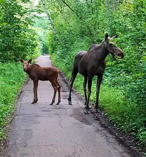 Национальный парк ЛОСИНЫЙ ОСТРОВ
