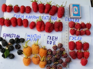 Малина