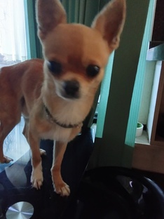 Все о собаках кошках и всех других домашних животных