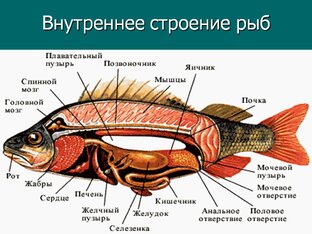 Зоология