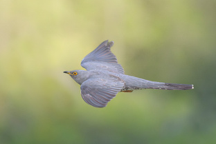 Калужская область