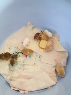 Детёныши песчанки