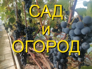 ДАЧА, САД и ВИНОГРАД