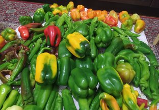 Сею перец в январе! 