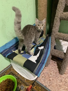 Хочу домой. Кошки