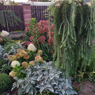 Лиственница на штамбе