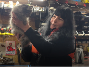 Всё про Васю