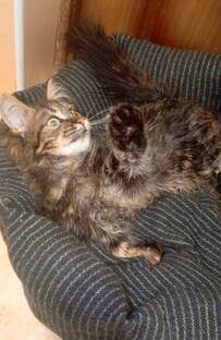 Нэвочка  у малышки атаксия  она чудесная девочка 