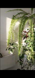 Комнатные растения 