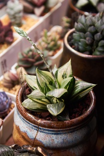 Размножение суккулентов