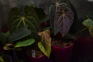 АНТУРИУМ. ANTHURIUM. ANTURIO. アンスリウム