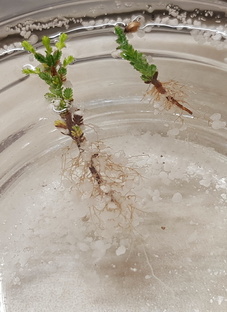 Укоренение растений.