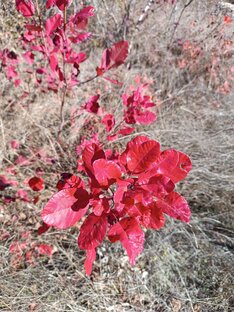 О наболевшем 