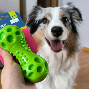 Развлечения с собакой