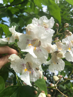 Цветочки - василечки 